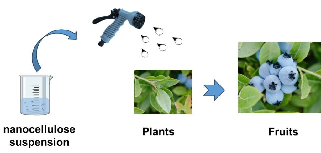 schematic showing application of nanocellulose to blueberry plant leaves